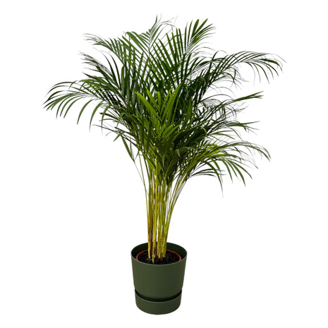 Areca Palm 130cm - Luchtzuiverende Kamerplant met Pot