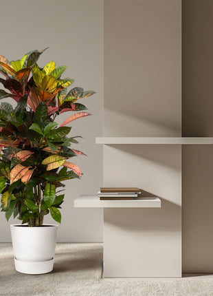 Codiaeum (Croton) Iceton vertakt - 110 cm - Ø24cm