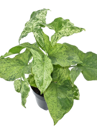 Syngonium Mottled - Kamerplant