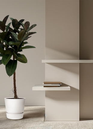 Ficus Elastica Robusta stam - 130 cm - Ø24cm