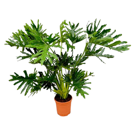Philodendron 100cm - Tropische Kamerplant
