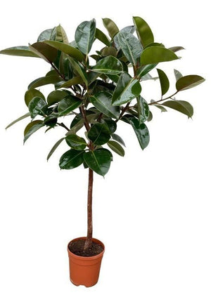 Ficus Elastica Robusta stam - 130 cm - Ø24cm