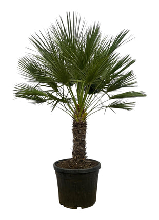 Chamaerops Humilis op stam - 150 cm - Ø45cm