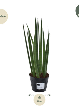 Sansevieria 38cm - Vrouwentong | Luchtzuiverend
