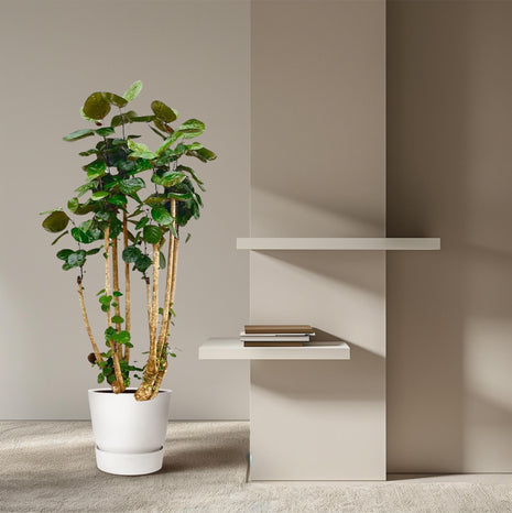 Polyscias Fabian XXL – 150 cm | Luxe luchtzuiverende kamerplant | Glanzend blad & tropische uitstraling - Kamerplant