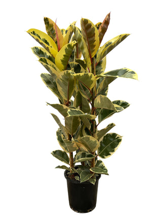 Ficus Elastica Tineke struik - 140 cm - Ø28cm