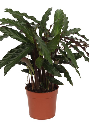 Calathea Elgergrass - 70cm - Ø17cm