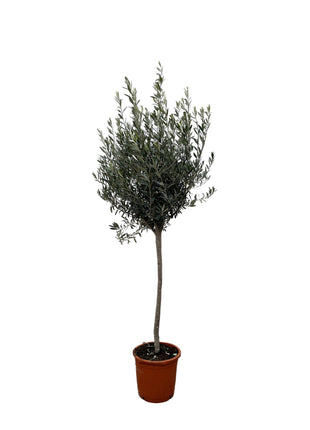 Olea Europaea on stem - Kamerplant