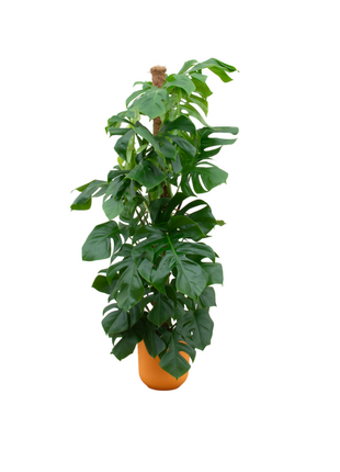 Monstera 150cm - Gatenplant Kamerplant