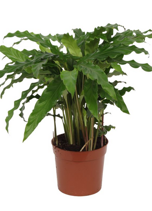 Calathea Bluegrass - 35 cm - Ø12cm