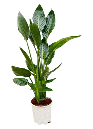 Strelitzia Nicolai 120cm - Paradijsvogelplant