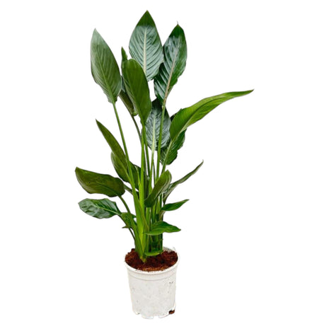 Strelitzia Nicolai 120cm - Paradijsvogelplant