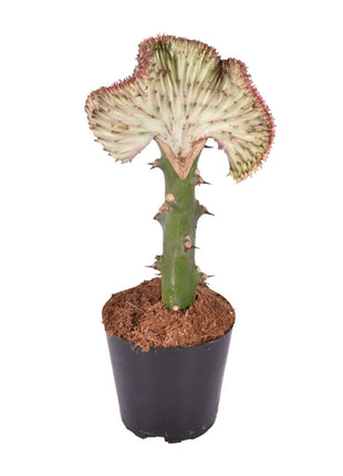 Cactus - Weinig Water & Makkelijk