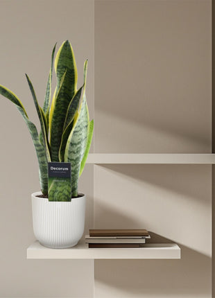 Sansevieria 45cm - Vrouwentong | Luchtzuiverend