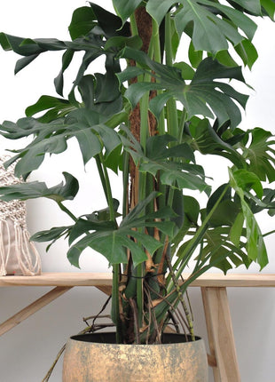 Monstera 150cm - Gatenplant Kamerplant