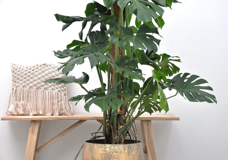 Monstera 150cm - Gatenplant Kamerplant