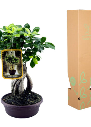 Ficus 30cm - Klassieke Kamerplant