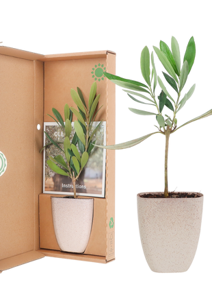 Mini Olijfboompje in Brievenbus Cadeaubox – Symbool van Vrede & Kracht | Duurzaam Cadeau met Informatieboekje - Kamerplant