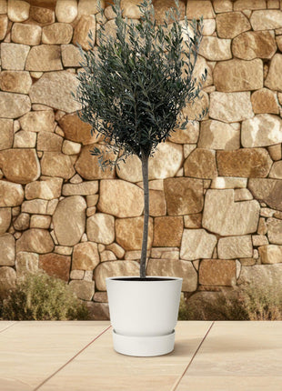 Olea Europaea on stem - Kamerplant