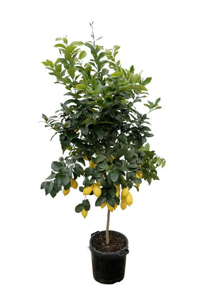Citrus Lemon - Kamerplant