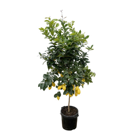 Citrus Lemon - Kamerplant