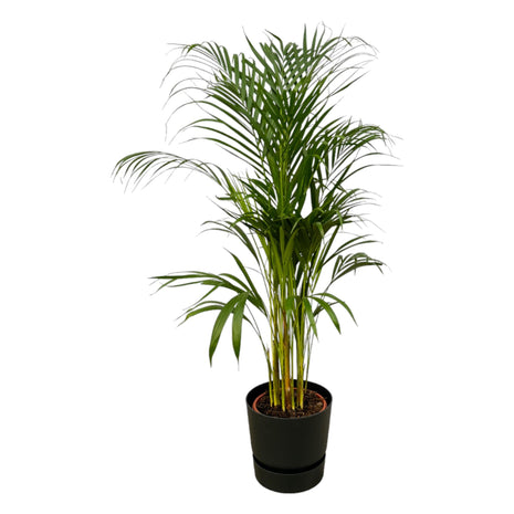 Areca Palm 130cm - Luchtzuiverende Kamerplant met Pot
