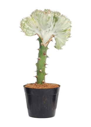 Cactus - Weinig Water & Makkelijk