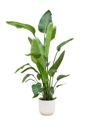 Strelitzia Nicolai inclusief elho Vibes Fold Round wit - 170 cm - Ø30