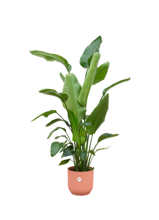 Strelitzia Nicolai inclusief elho Vibes Fold Round roze - 170 cm - Ø30