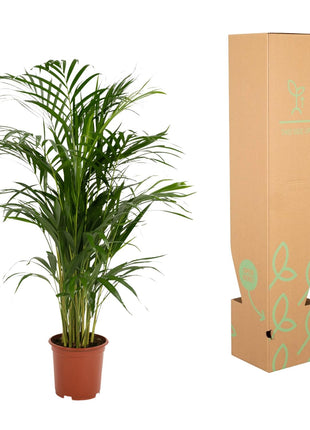 Areca palm - Ø17cm - ↕70cm