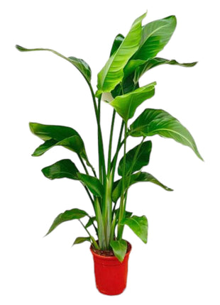 Strelitzia Nicolai - 80-100 cm - ø17