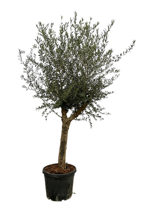 Olea Lorc - Kamerplant