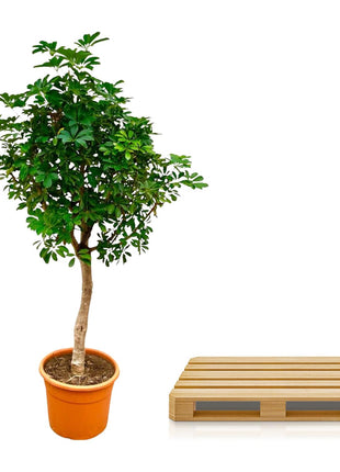 Schefflera on stem - Kamerplant