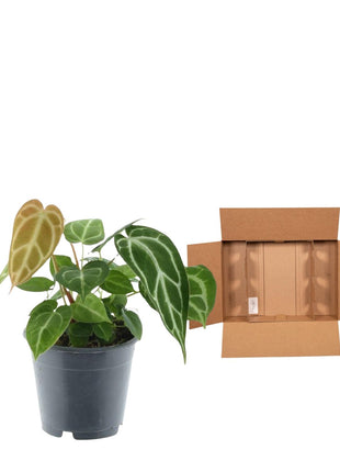 Anthurium Chrystallium - Kamerplant