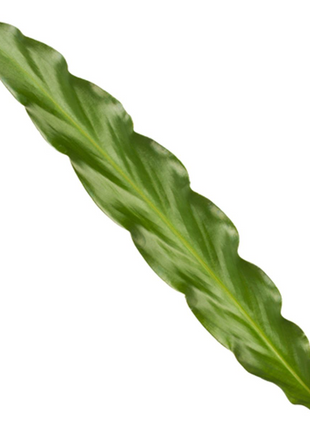 Calathea Elgergrass - 70cm - Ø17cm