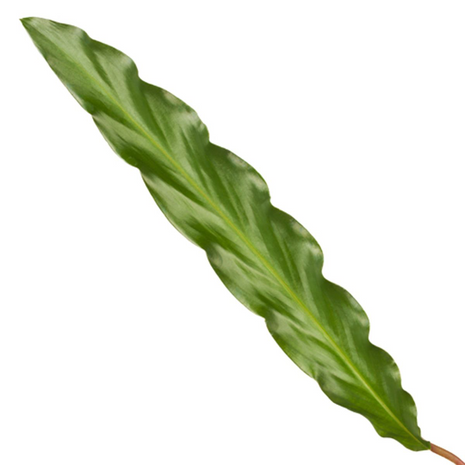 Calathea Elgergrass - 70cm - Ø17cm
