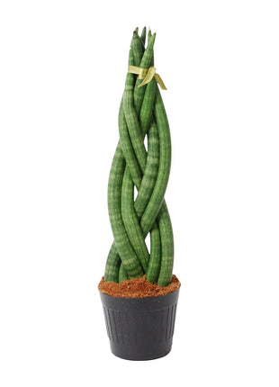 Sansevieria 38cm - Vrouwentong | Luchtzuiverend