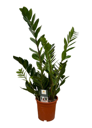 Zamioculcas - ZZ Plant - 75cm - Luchtzuiverend - Ø17cm