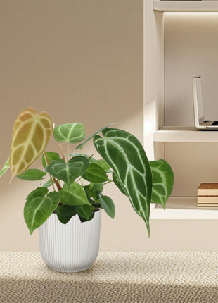 Anthurium Chrystallium - Kamerplant