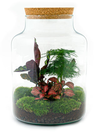 DIY Terrarium Set - Creëer Je Eigen Mini-Jungle
