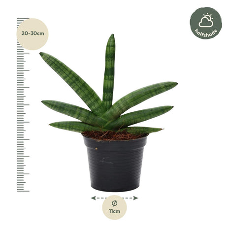 Sansevieria 25cm - Vrouwentong | Luchtzuiverend