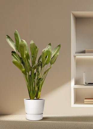 Strelitzia Reginae XXL - 200cm - ø50