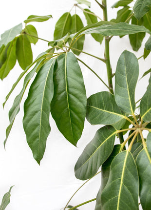 Schefflera Amate XL - 220 cm - ø45