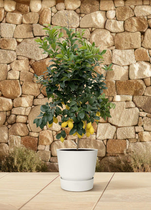 Citrus Lemon - Kamerplant