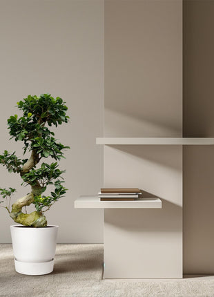 Ficus 80cm - Klassieke Kamerplant
