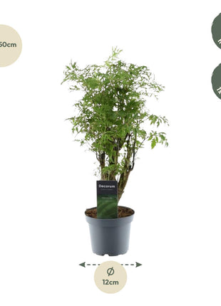 Polyscias Hawaiiana Ming - 45 cm - ø12