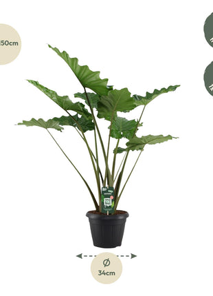 Alocasia Portodora - 140 cm - Ø34cm