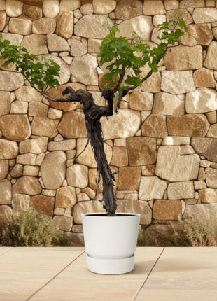 Druivenboom (Vitis Vinifera) stam vertakt - 220cm - ø55