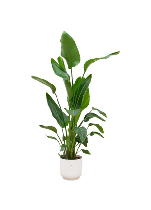 Strelitzia Nicolai inclusief elho Vibes Fold Round wit - 160cm - Ø30