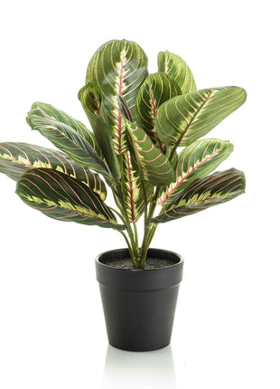Maranta groen - 30cm - In zwarte pot - Kunstplant